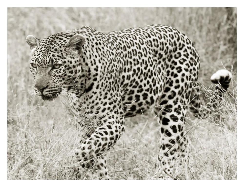 Leopard hunting-Paper Art-34"x26"