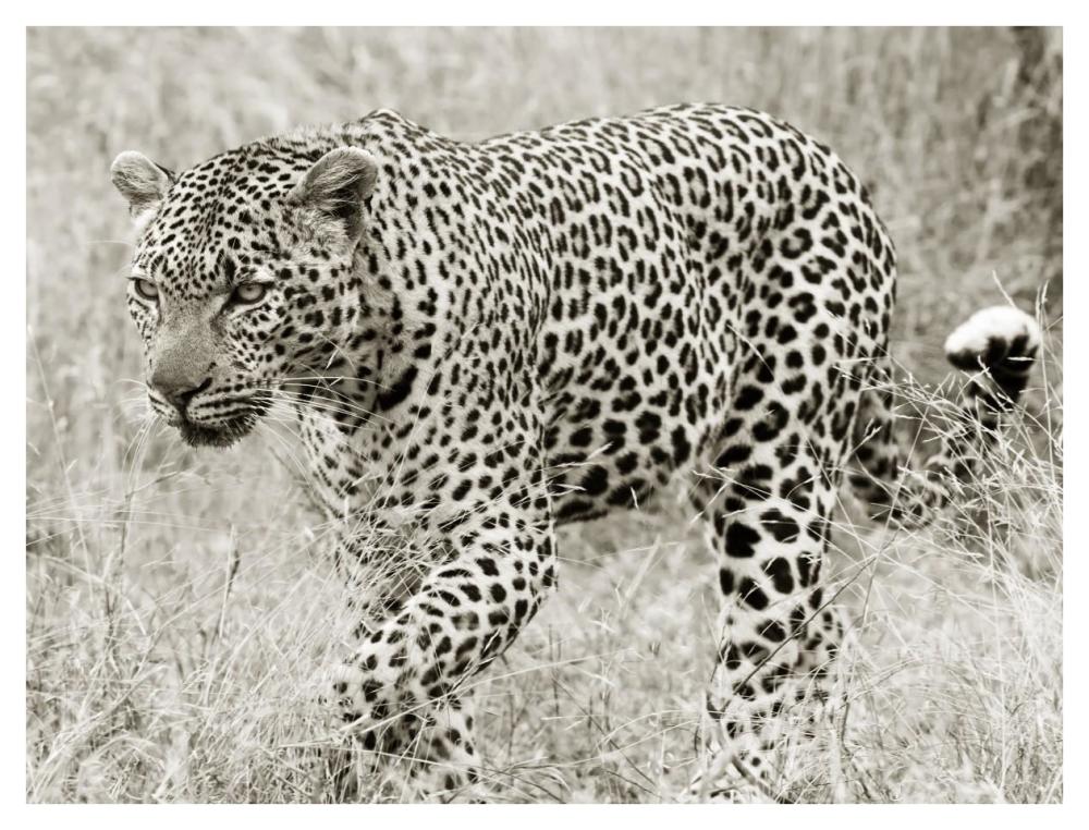 Leopard hunting-Paper Art-42"x32"
