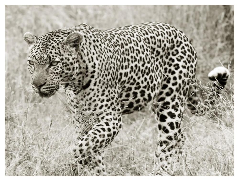 Leopard hunting-Paper Art-50"x38"