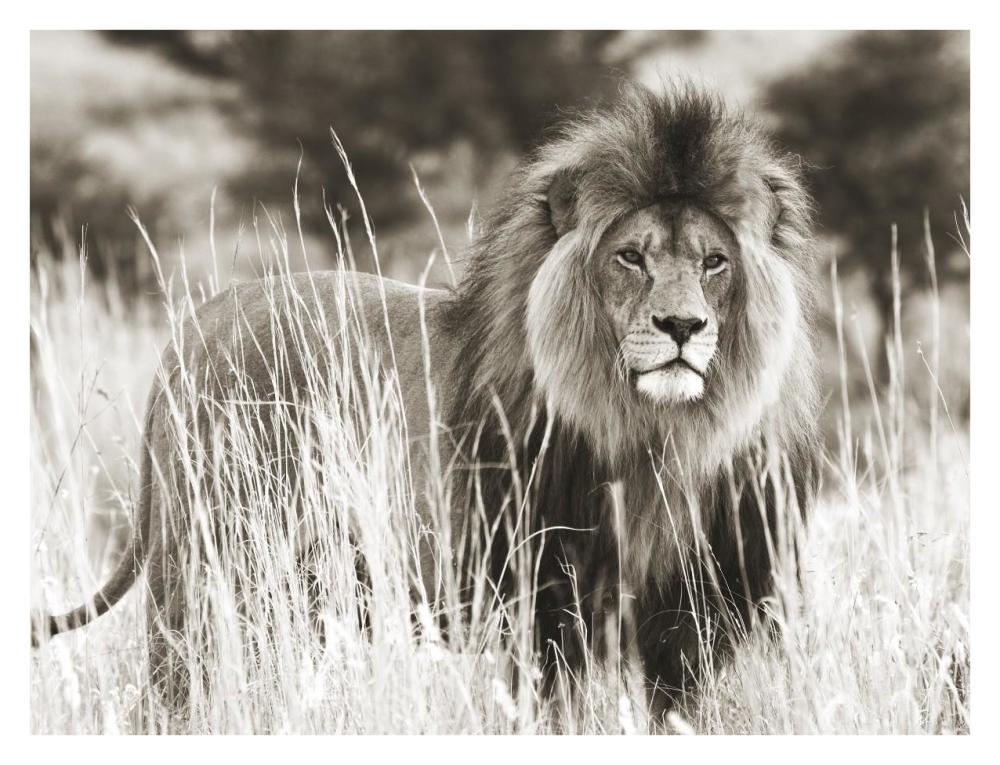 Male lion-Paper Art-34"x26"