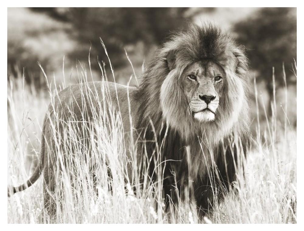 Male lion-Paper Art-42"x32"