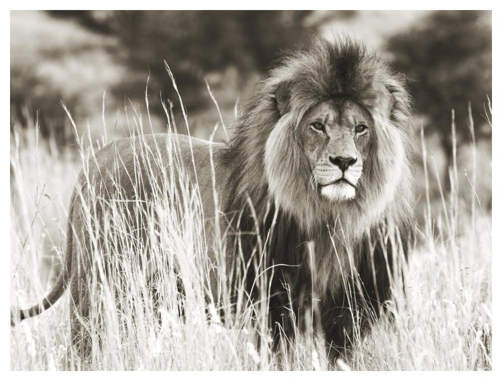 Male lion-Paper Art-50"x38"