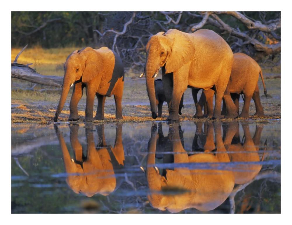 African elephants, Okavango, Botswana-Paper Art-26"x20"