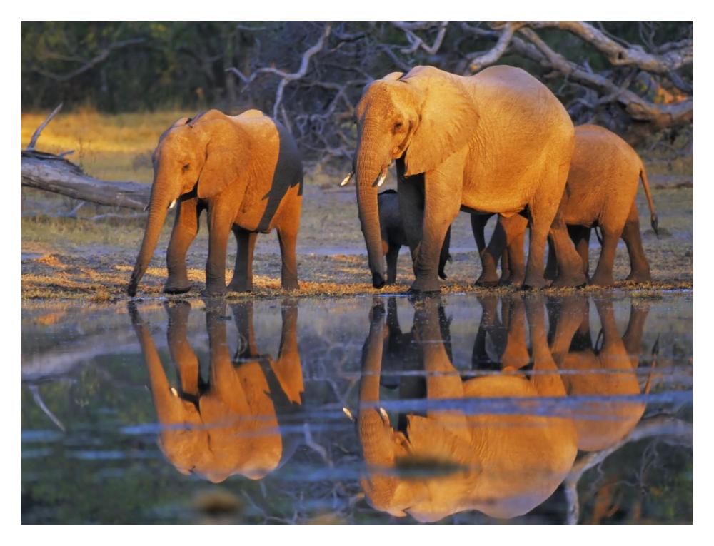 African elephants, Okavango, Botswana-Paper Art-34"x26"