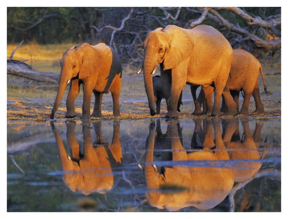 African elephants, Okavango, Botswana-Paper Art-42"x32"