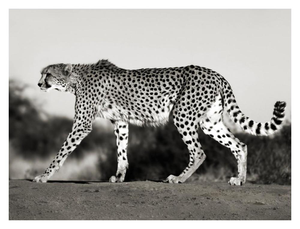 Cheetah, Namibia, Africa-Paper Art-18"x14"