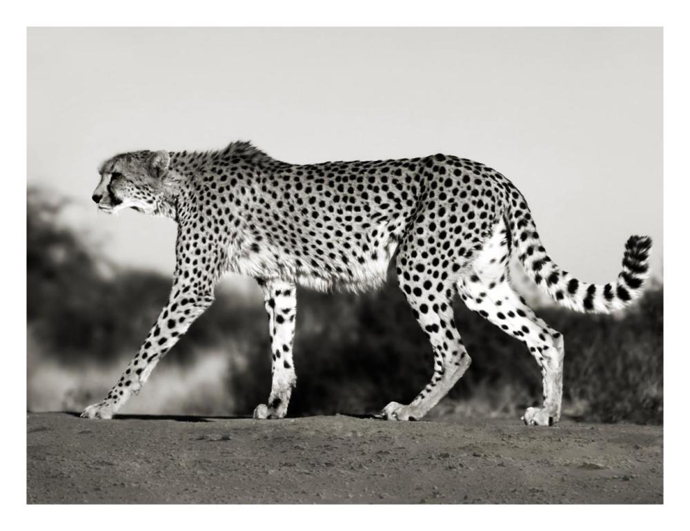 Cheetah, Namibia, Africa-Paper Art-26"x20"