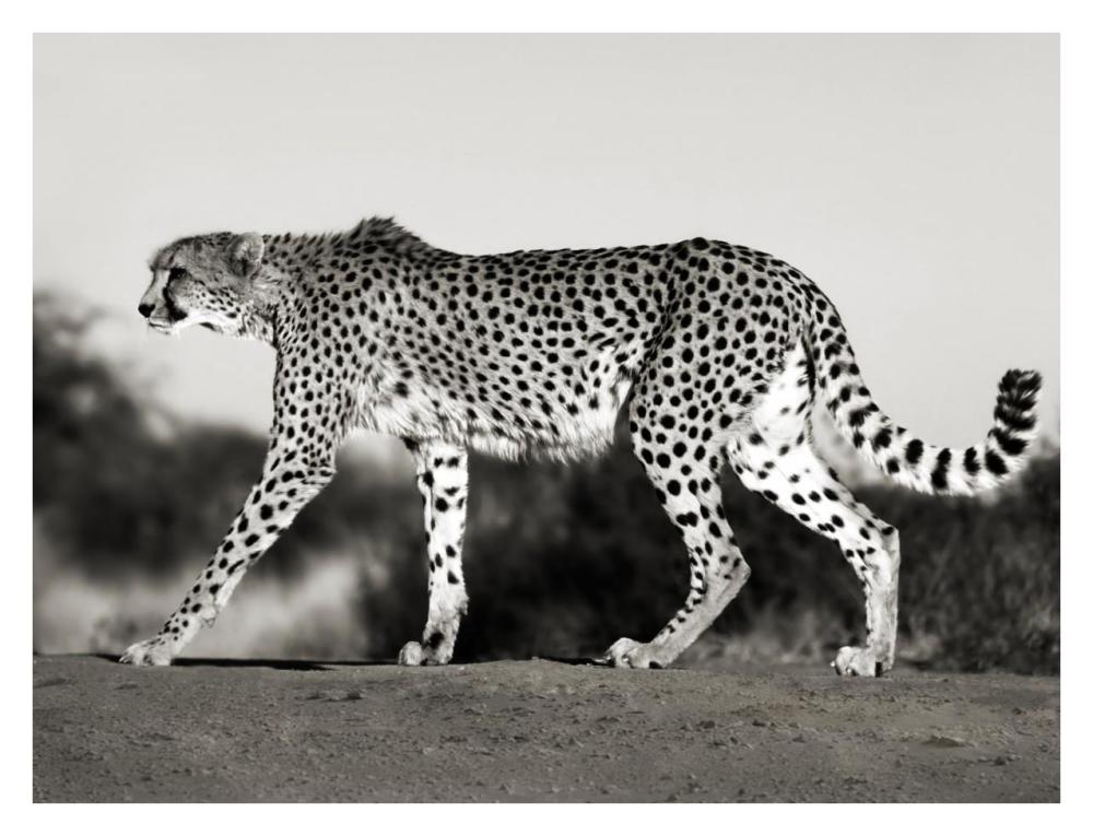 Cheetah, Namibia, Africa-Paper Art-34"x26"