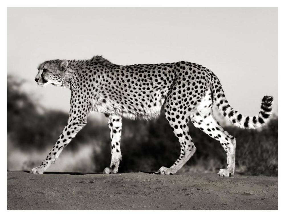 Cheetah, Namibia, Africa-Paper Art-42"x32"