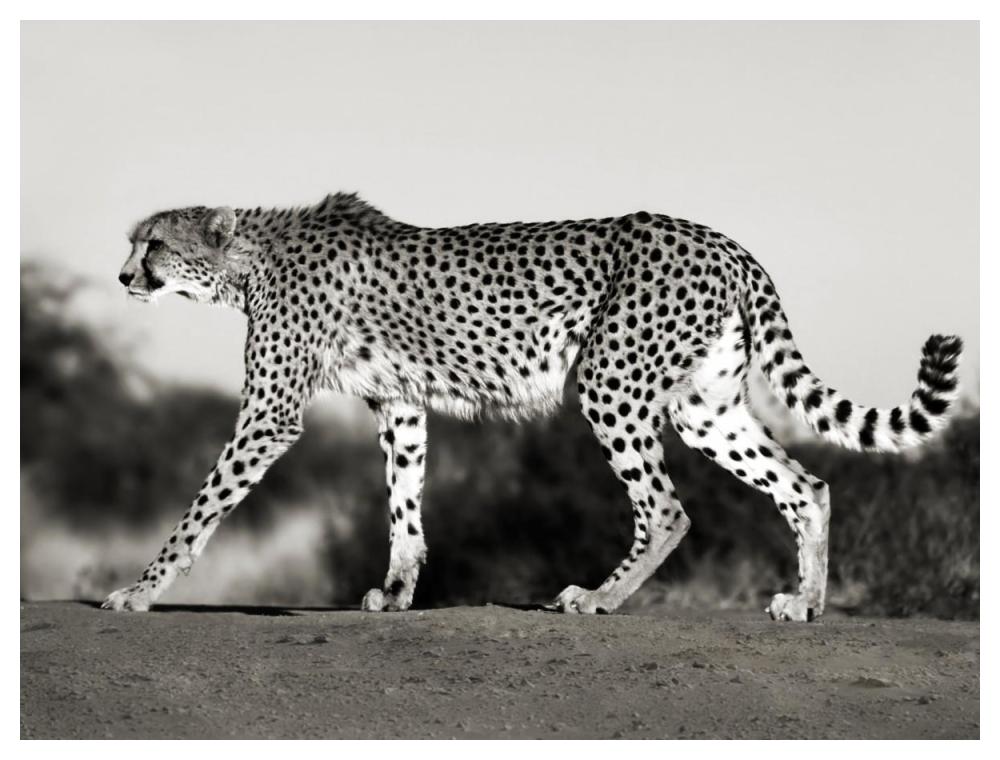Cheetah, Namibia, Africa-Paper Art-50"x38"