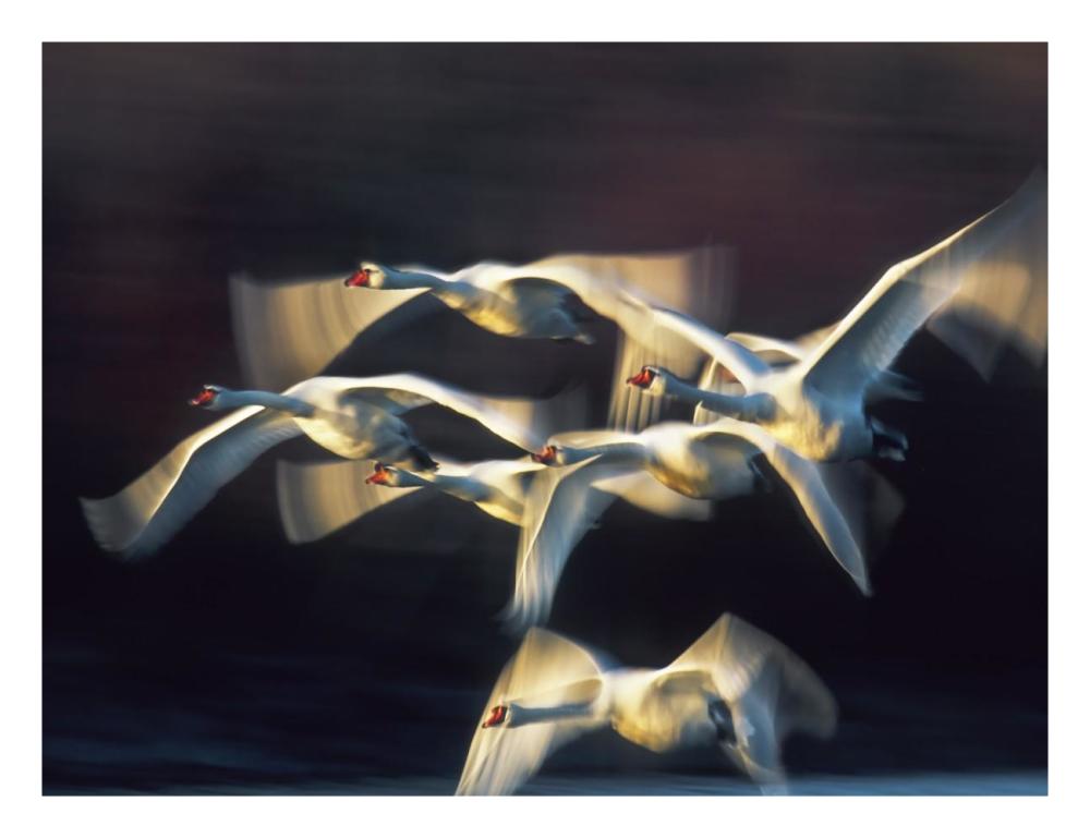 Mute swan, Munich, Germany-Paper Art-26"x20"
