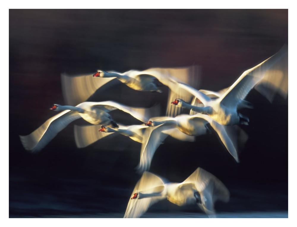 Mute swan, Munich, Germany-Paper Art-34"x26"