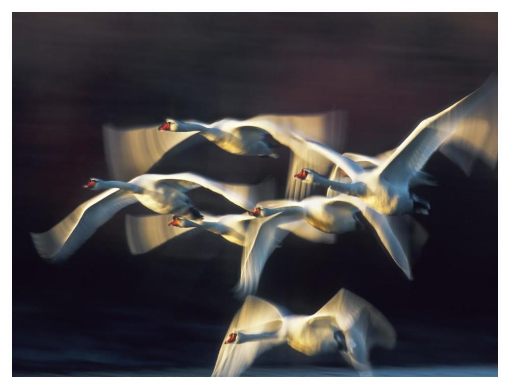Mute swan, Munich, Germany-Paper Art-42"x32"