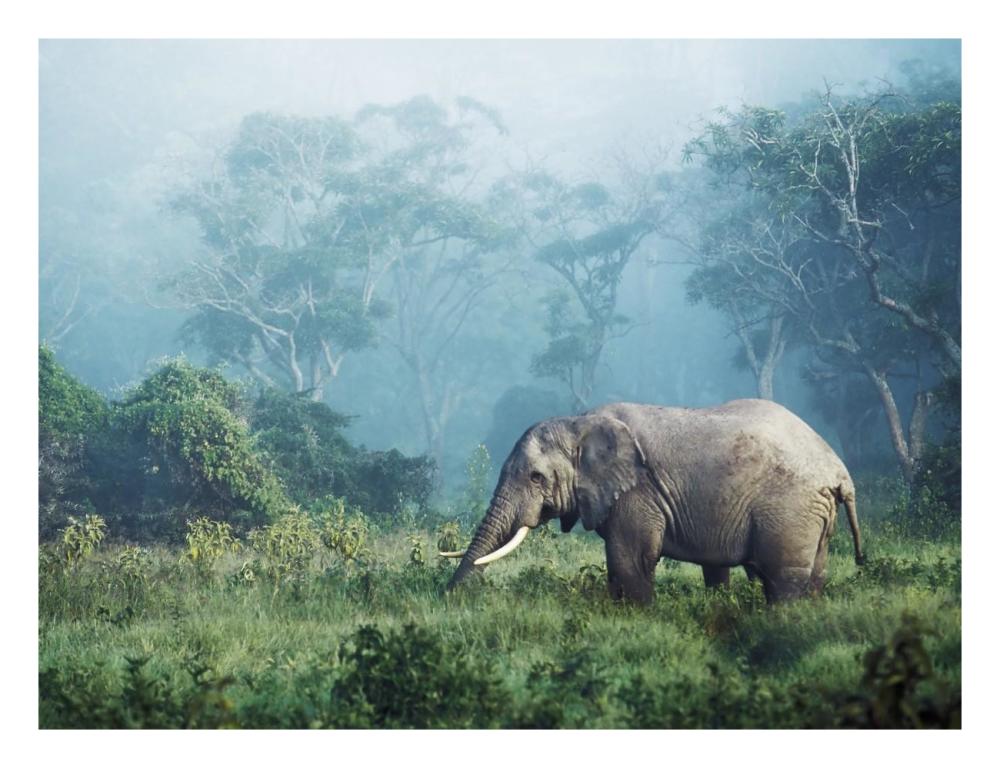 African elephant, Ngorongoro Crater, Tanzania-Paper Art-26"x20"