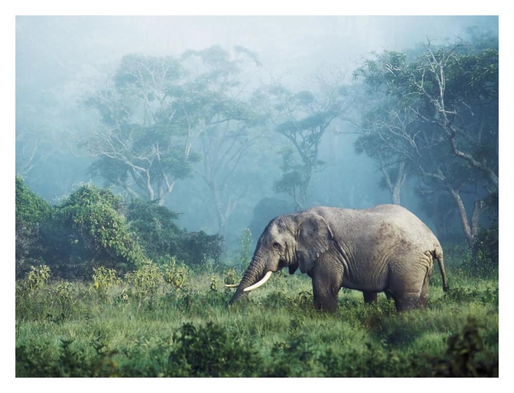 African elephant, Ngorongoro Crater, Tanzania-Paper Art-34"x26"