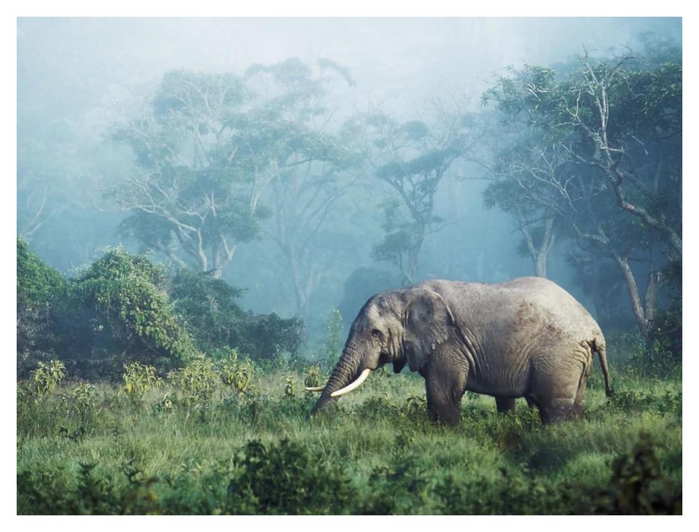 African elephant, Ngorongoro Crater, Tanzania-Paper Art-42"x32"