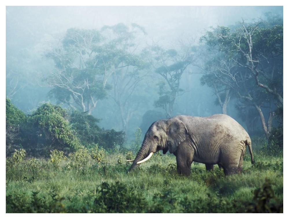 African elephant, Ngorongoro Crater, Tanzania-Paper Art-50"x38"