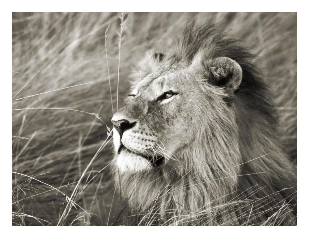 African lion, Masai Mara, Kenya-Paper Art-26"x20"