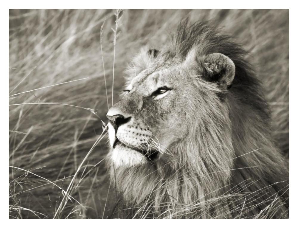 African lion, Masai Mara, Kenya-Paper Art-34"x26"