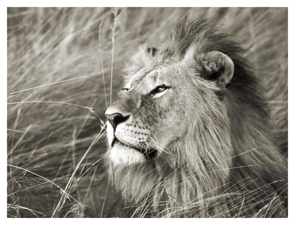 African lion, Masai Mara, Kenya-Paper Art-42"x32"