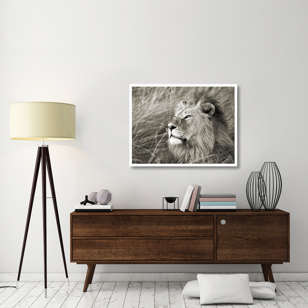 African lion, Masai Mara, Kenya-Paper Art-42&quotx32"