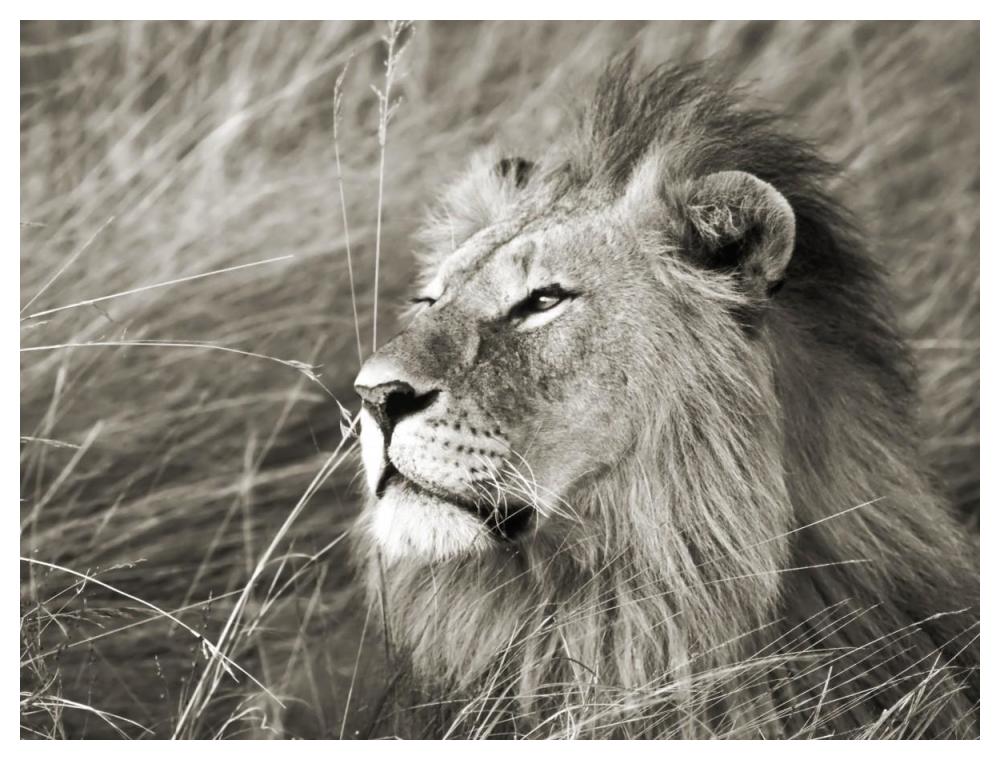 African lion, Masai Mara, Kenya-Paper Art-50"x38"