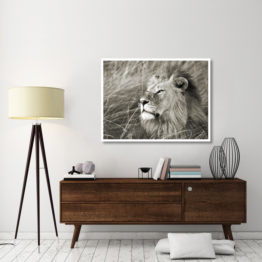 African lion, Masai Mara, Kenya-Paper Art-50&quotx38"