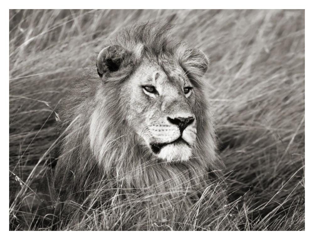 African lion, Masai Mara, Kenya-Paper Art-18"x14"