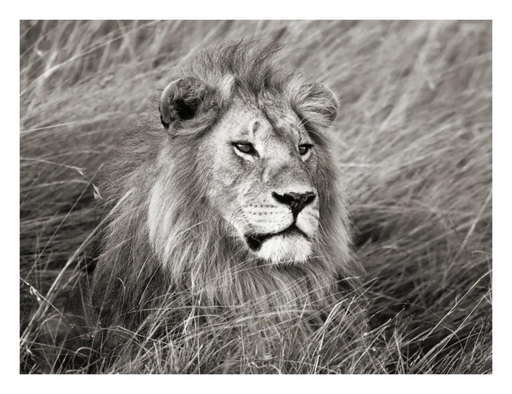 African lion, Masai Mara, Kenya-Paper Art-26"x20"