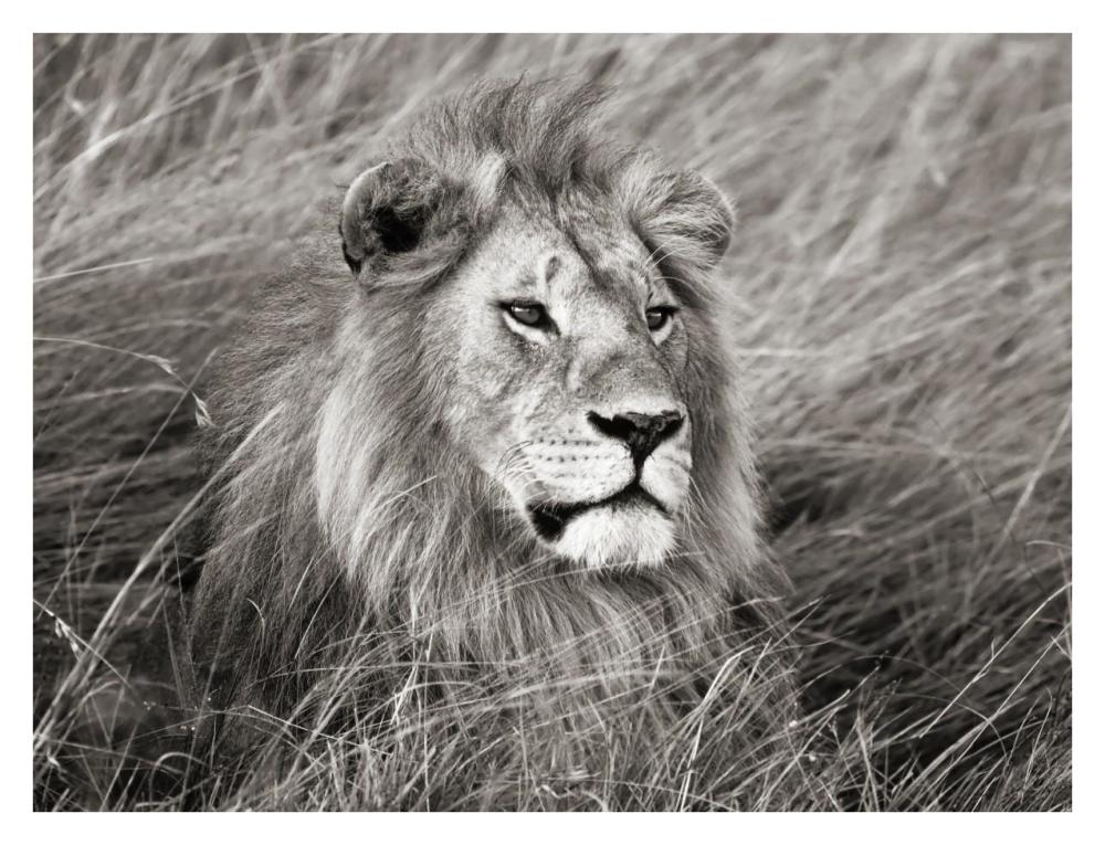 African lion, Masai Mara, Kenya-Paper Art-34"x26"