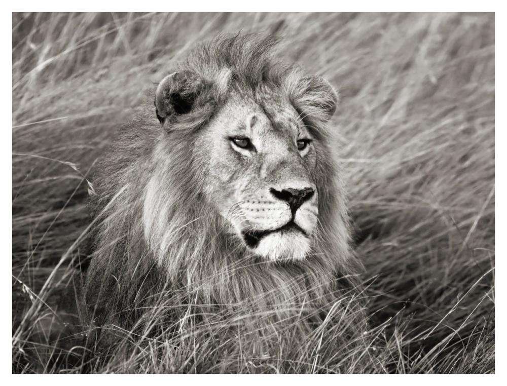 African lion, Masai Mara, Kenya-Paper Art-42"x32"