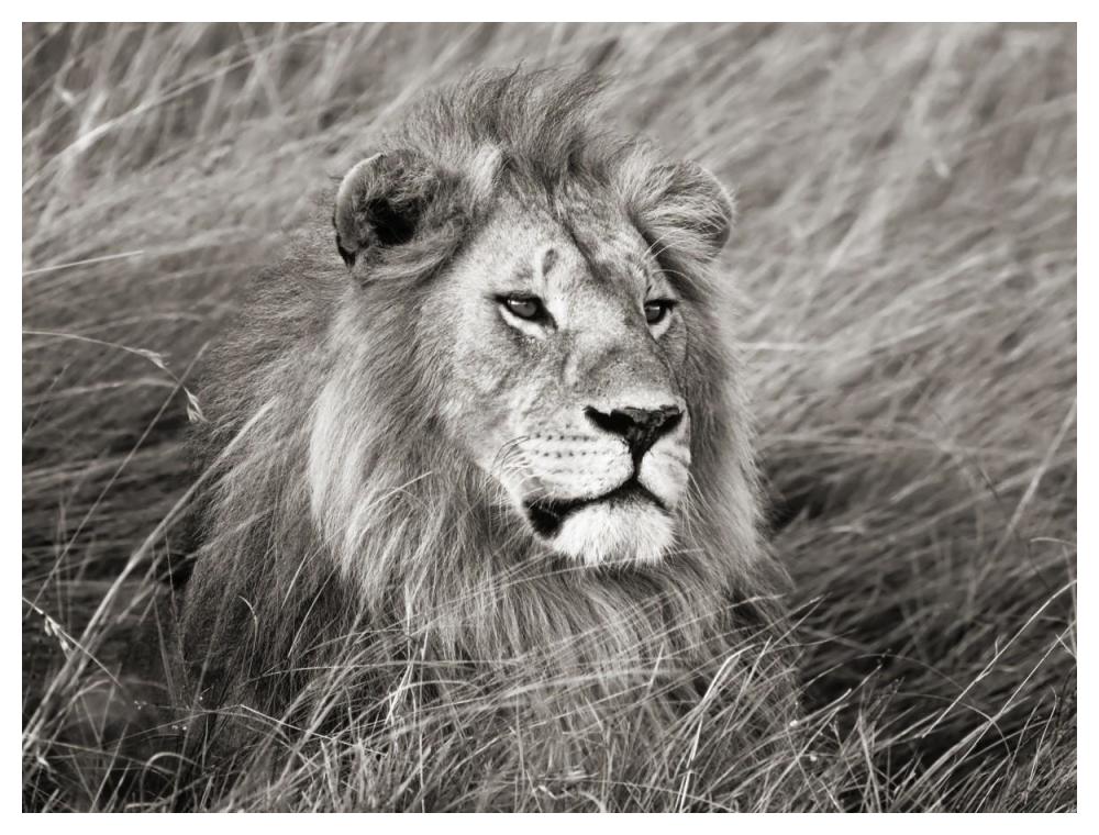 African lion, Masai Mara, Kenya-Paper Art-50"x38"
