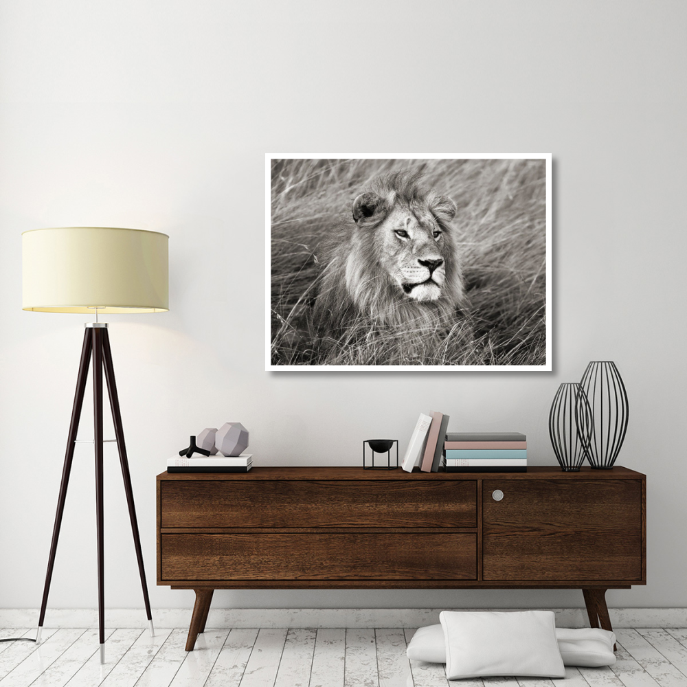 African lion, Masai Mara, Kenya-Paper Art-50&quotx38"