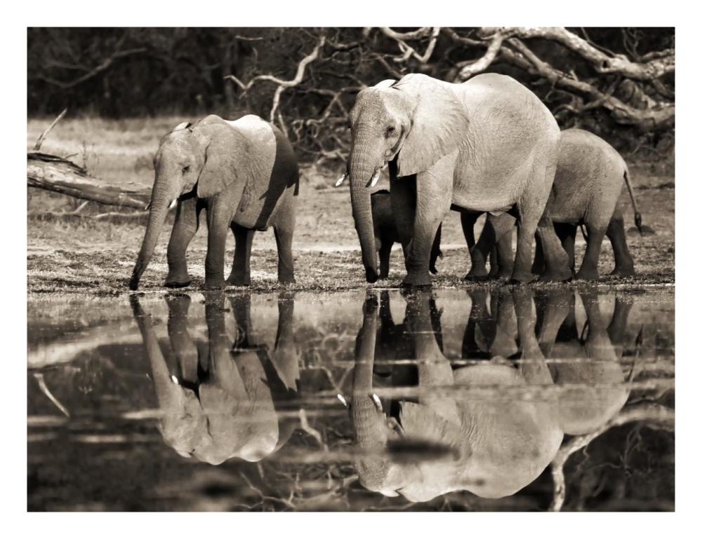 African elephants, Okavango, Botswana-Paper Art-26"x20"