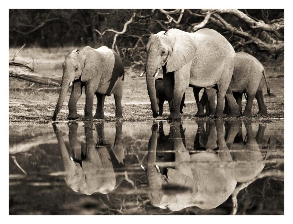 African elephants, Okavango, Botswana-Paper Art-34"x26"