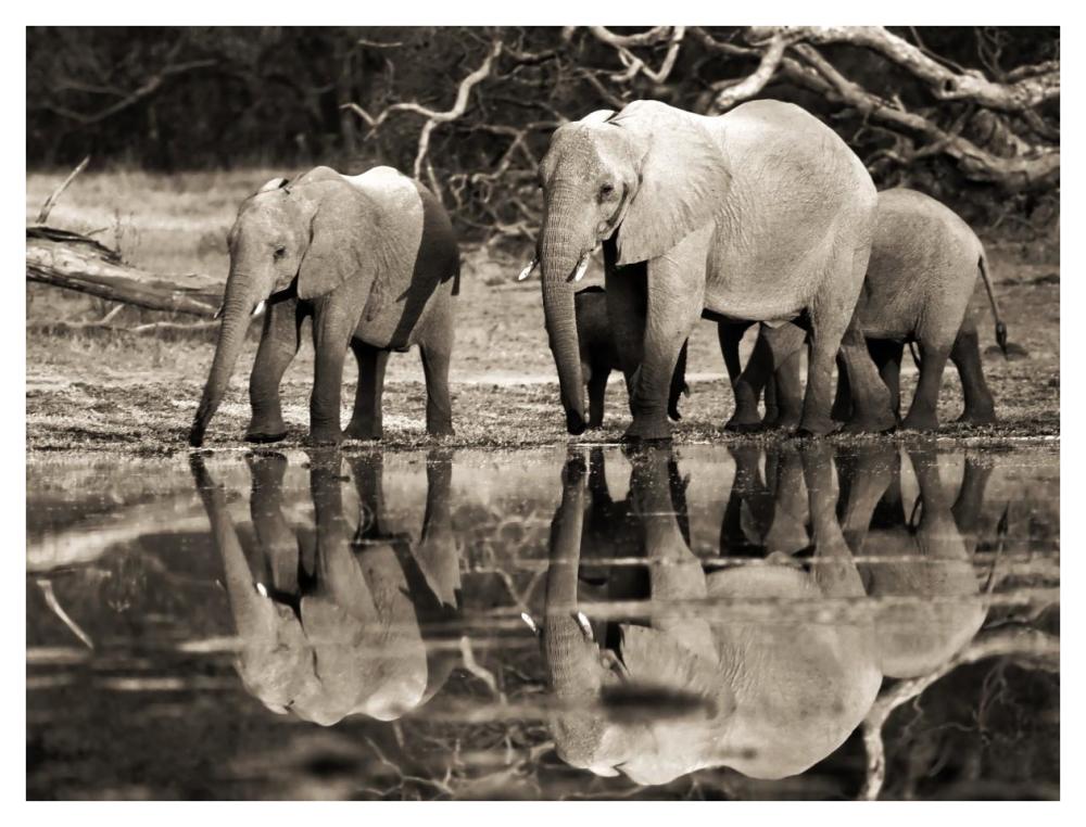 African elephants, Okavango, Botswana-Paper Art-42"x32"