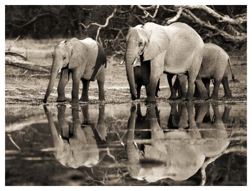 African elephants, Okavango, Botswana-Paper Art-50"x38"