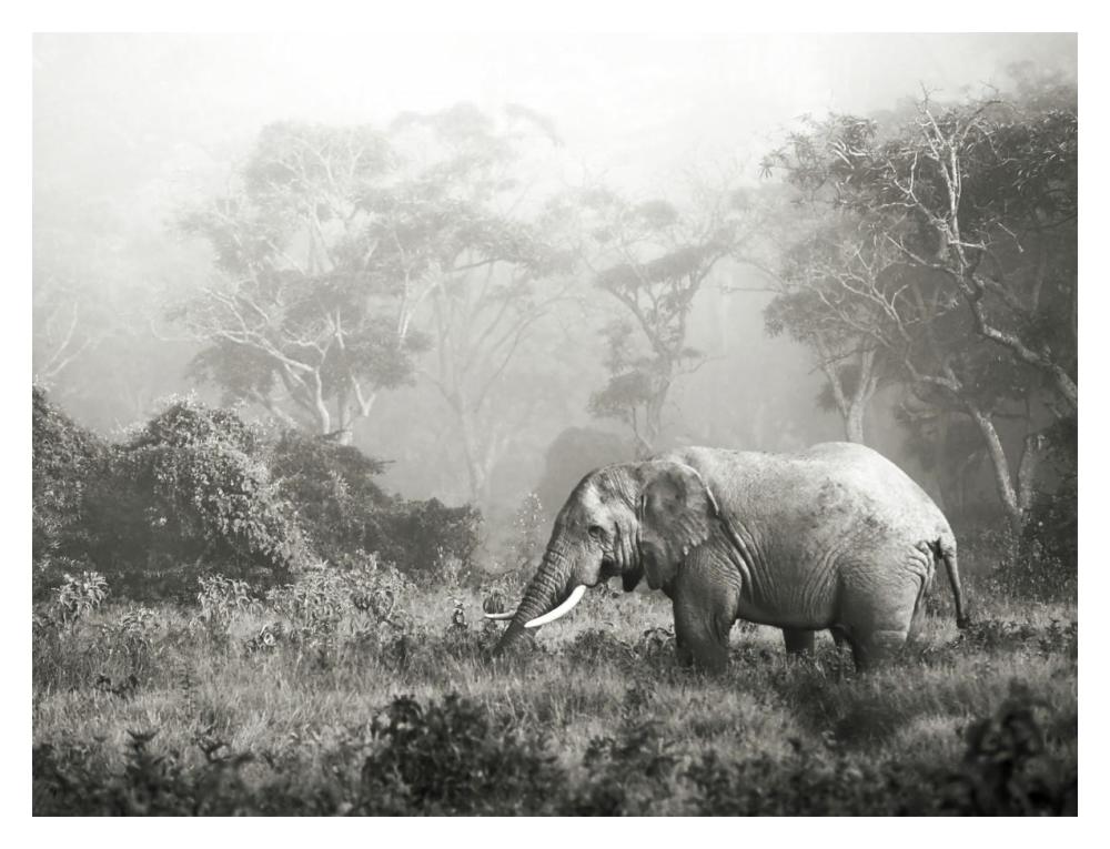 African elephant, Ngorongoro Crater, Tanzania-Paper Art-18"x14"
