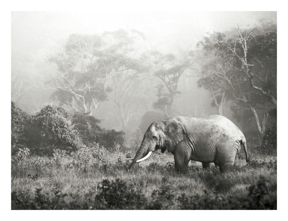 African elephant, Ngorongoro Crater, Tanzania-Paper Art-26"x20"