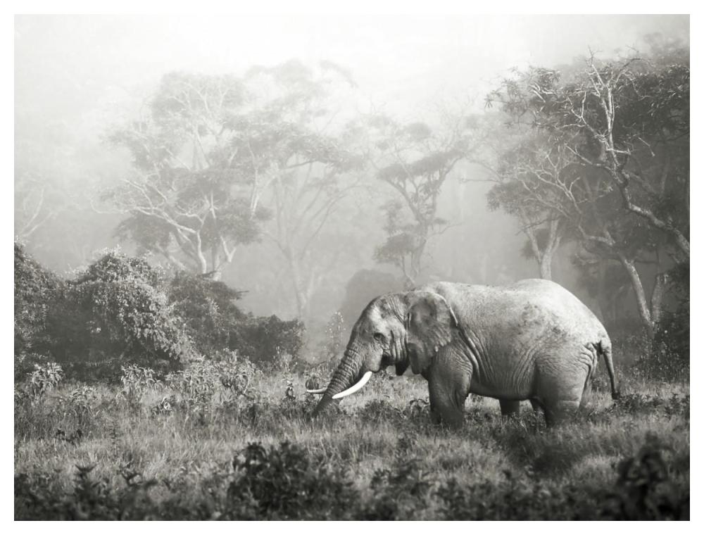 African elephant, Ngorongoro Crater, Tanzania-Paper Art-50"x38"
