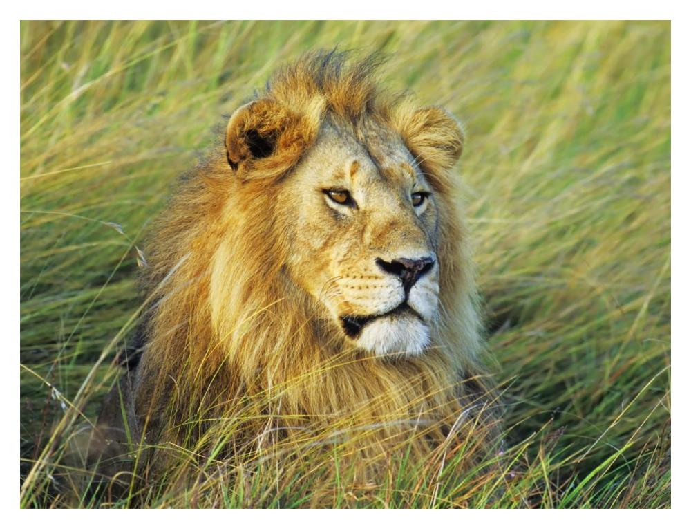 African lion, Masai Mara, Kenya-Paper Art-18"x14"