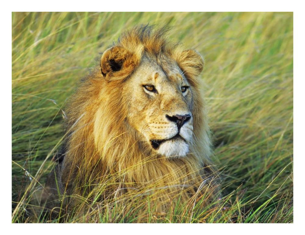 African lion, Masai Mara, Kenya-Paper Art-26"x20"