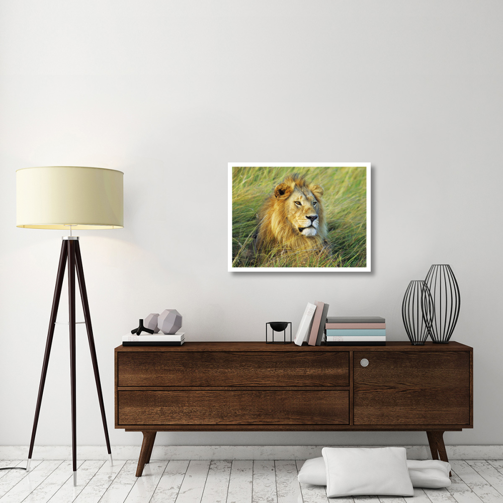 African lion, Masai Mara, Kenya-Paper Art-34&quotx26"