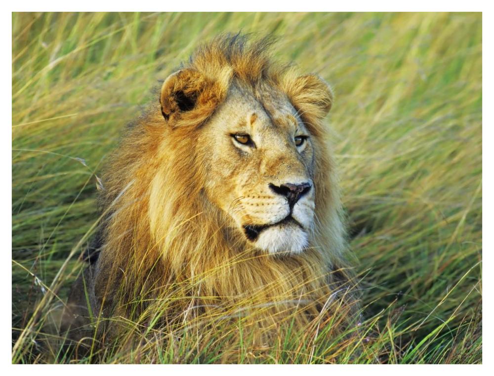 African lion, Masai Mara, Kenya-Paper Art-42"x32"