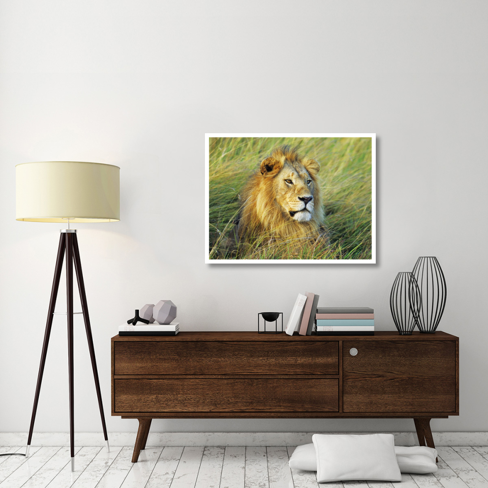 African lion, Masai Mara, Kenya-Paper Art-42&quotx32"