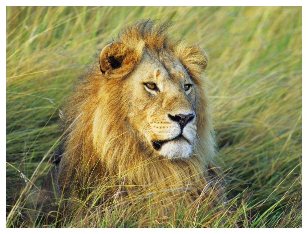 African lion, Masai Mara, Kenya-Paper Art-50"x38"