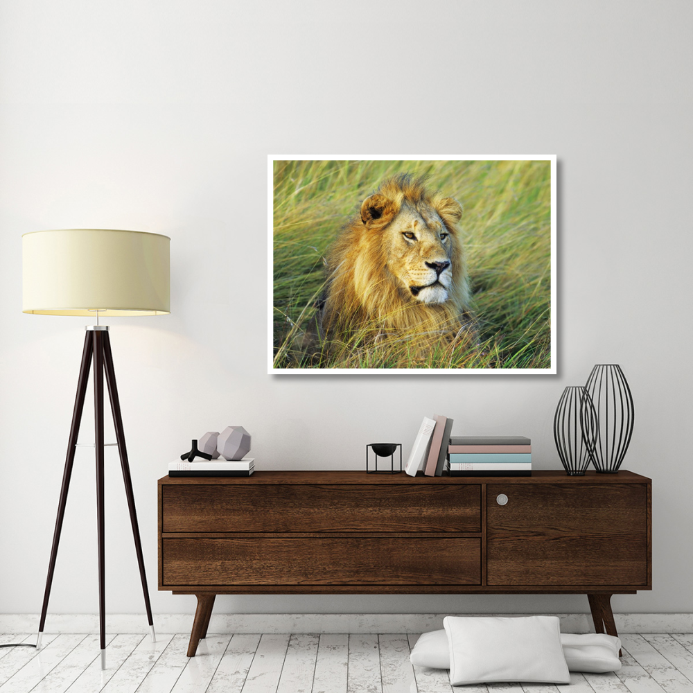 African lion, Masai Mara, Kenya-Paper Art-50&quotx38"