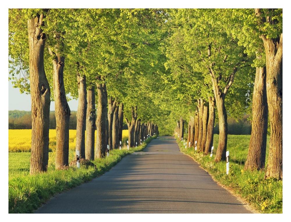 Lime tree alley, Mecklenburg Lake District, Germany-Paper Art-18"x14"