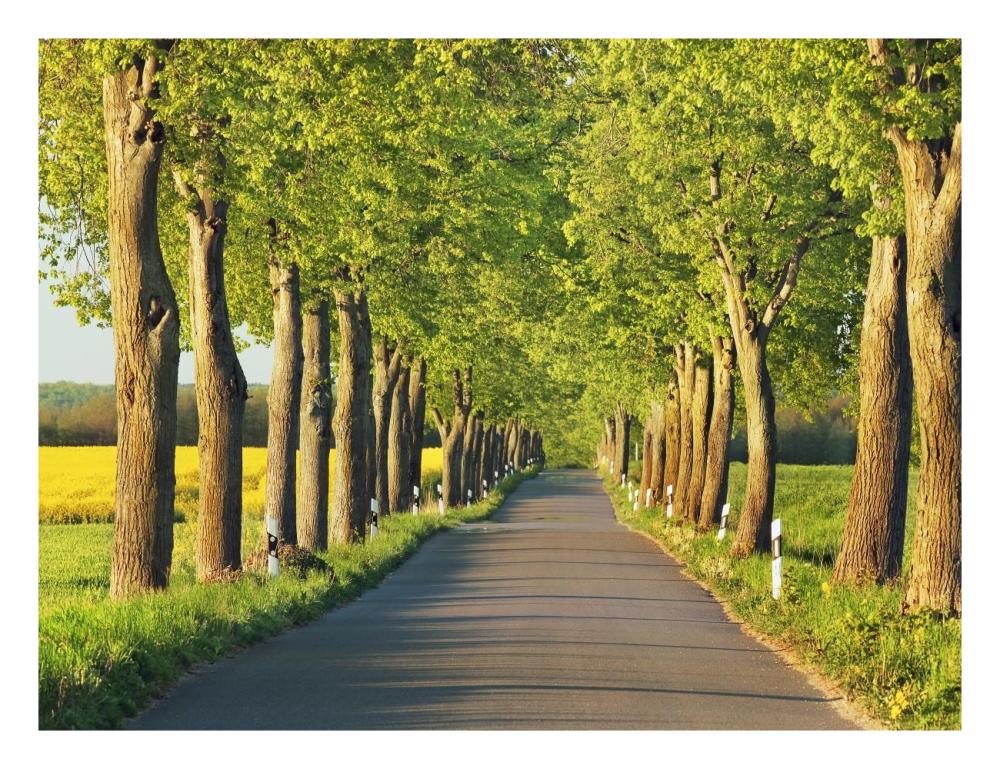 Lime tree alley, Mecklenburg Lake District, Germany-Paper Art-26"x20"