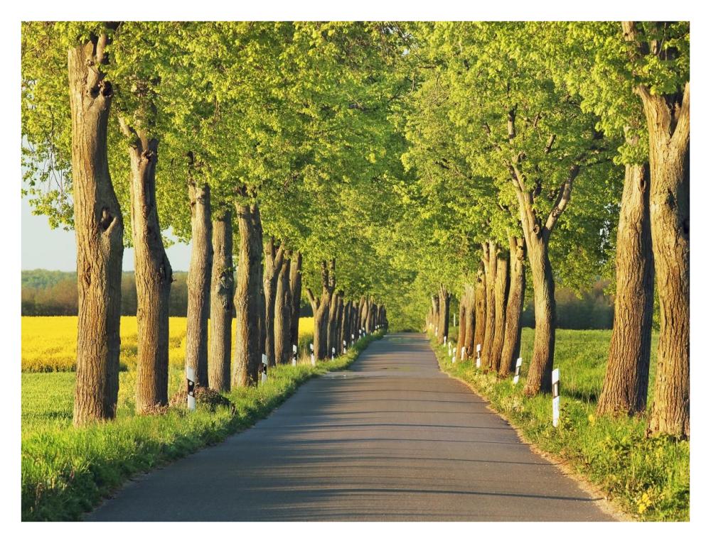 Lime tree alley, Mecklenburg Lake District, Germany-Paper Art-34"x26"